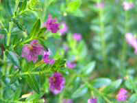 Resize of DSC08060.JPG (8553 bytes)